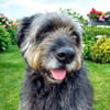 Toby - verliert sein Zuhause