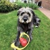 Toby - verliert sein Zuhause