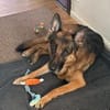 Ricky - Schäferhundfans gesucht