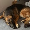 Ricky - Schäferhundfans gesucht