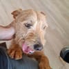 Kiko - der kleine Lausbub :-)
