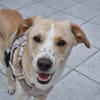 Labby Mix sucht tolle Menschen