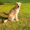 Labby Mix sucht tolle Menschen