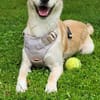 Labby Mix sucht tolle Menschen