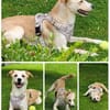 Labby Mix sucht tolle Menschen