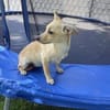 Pinscher Chihuahua Mix Mädchen Abby