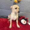 Pinscher Chihuahua Mix Mädchen Abby