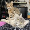 Bella & Herkules  junges Katzenpaar suc
