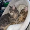 Bella & Herkules  junges Katzenpaar suc
