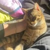 Bella & Herkules  junges Katzenpaar suc