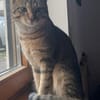 Bella & Herkules  junges Katzenpaar suc
