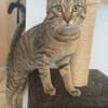Bella & Herkules  junges Katzenpaar suc