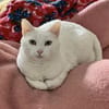 Annie sucht mit Garten oder Freigang