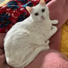 Annie sucht mit Garten oder Freigang