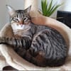 Monty sucht in Wohnungshaltung