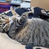 Monty sucht in Wohnungshaltung