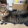 Monty sucht in Wohnungshaltung