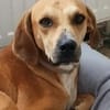 Jimmy sucht ein neues Für-immer-Zuhause
