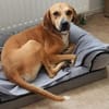 Jimmy sucht ein neues Für-immer-Zuhause