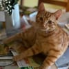 Willi sucht mit Garten oder Freigang