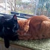 Willi sucht mit Garten oder Freigang