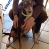 LEMON sucht sein Glück