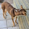 LEMON sucht sein Glück
