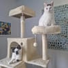 Sake und Rumi aus dem Tierschutz
