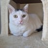 Sake und Rumi aus dem Tierschutz