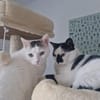 Sake und Rumi aus dem Tierschutz