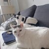 Sake und Rumi aus dem Tierschutz