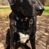 Verspielter Arko sucht aktive Familie