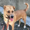 Stelya ist eine Seele von Hund