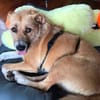 Stelya ist eine Seele von Hund