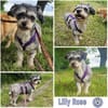 LILLY ROSE -verschmust & angenehm ruhig-