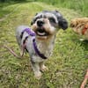 LILLY ROSE -verschmust & angenehm ruhig-