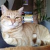 Foxy FeLV+ sucht in Wohnungshaltung
