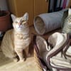 Foxy FeLV+ sucht in Wohnungshaltung