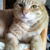 Foxy FeLV+ sucht in Wohnungshaltung
