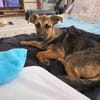 Leilli, Zuckerschnute sucht Körbchen