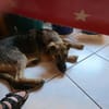 Leilli, Zuckerschnute sucht Körbchen