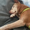 Zeta1 sucht ein Zuhause/