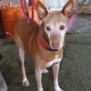 Zeta1 sucht ein Zuhause/