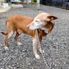 Zeta1 sucht ein Zuhause/