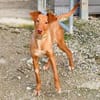 Zeus2 sucht ein Zuhause