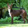 Knuffiger Chocapic1 sucht ein Zuhause