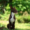 Knuffiger Chocapic1 sucht ein Zuhause