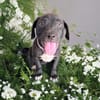 LIERA, chiot femelle Berger Créole