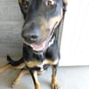KOKA chien croisé beauceron