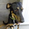 KOKA chien croisé beauceron